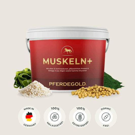 Muskeln+