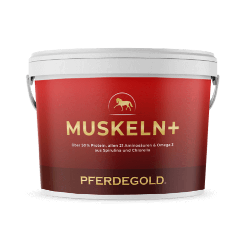 Muskeln+