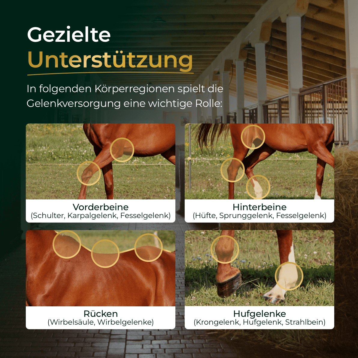 Gelenke Muschelfrei 2.0