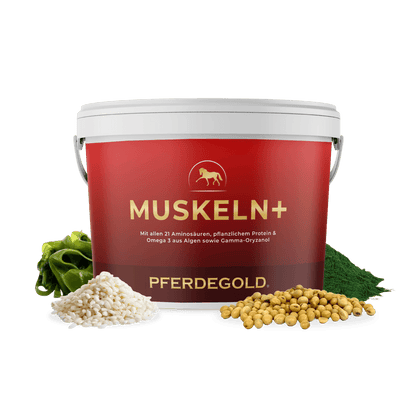 Muskeln+