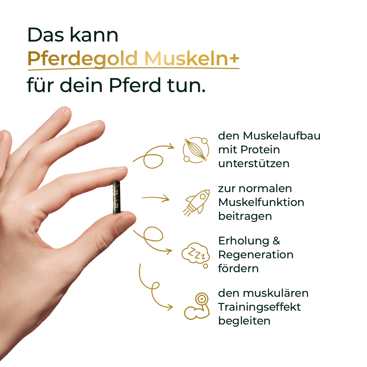 Muskeln+