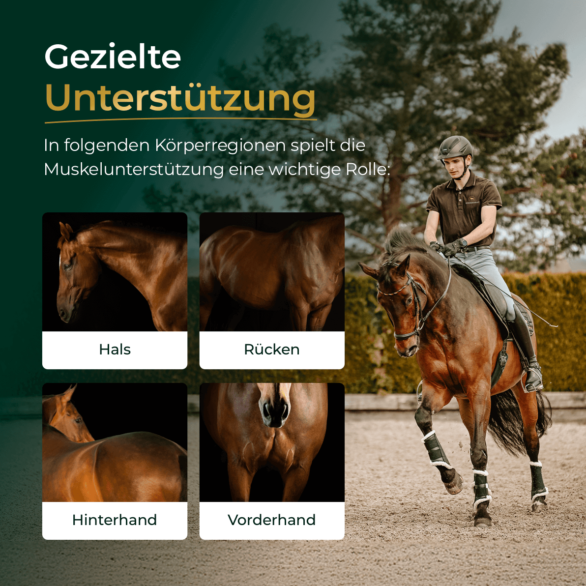 Muskeln+